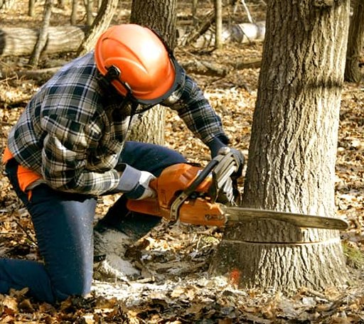 Tree Removal in Falls Mills, VA